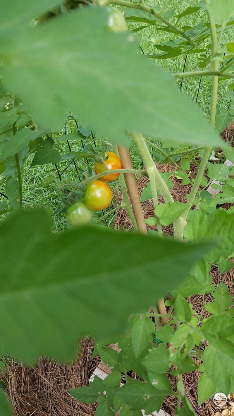 Наконец-то начали желтеть, а то неделю висели зеленые. Мои помидоры. 