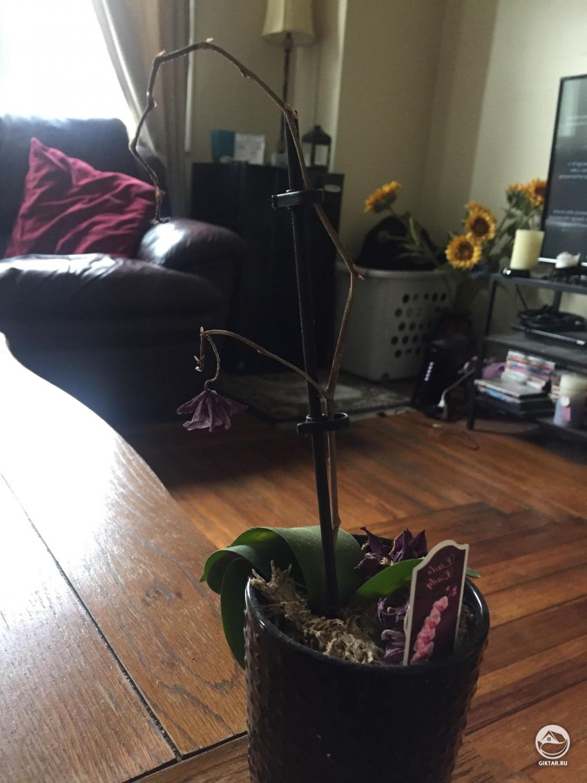 Как спасти эту орхидею?