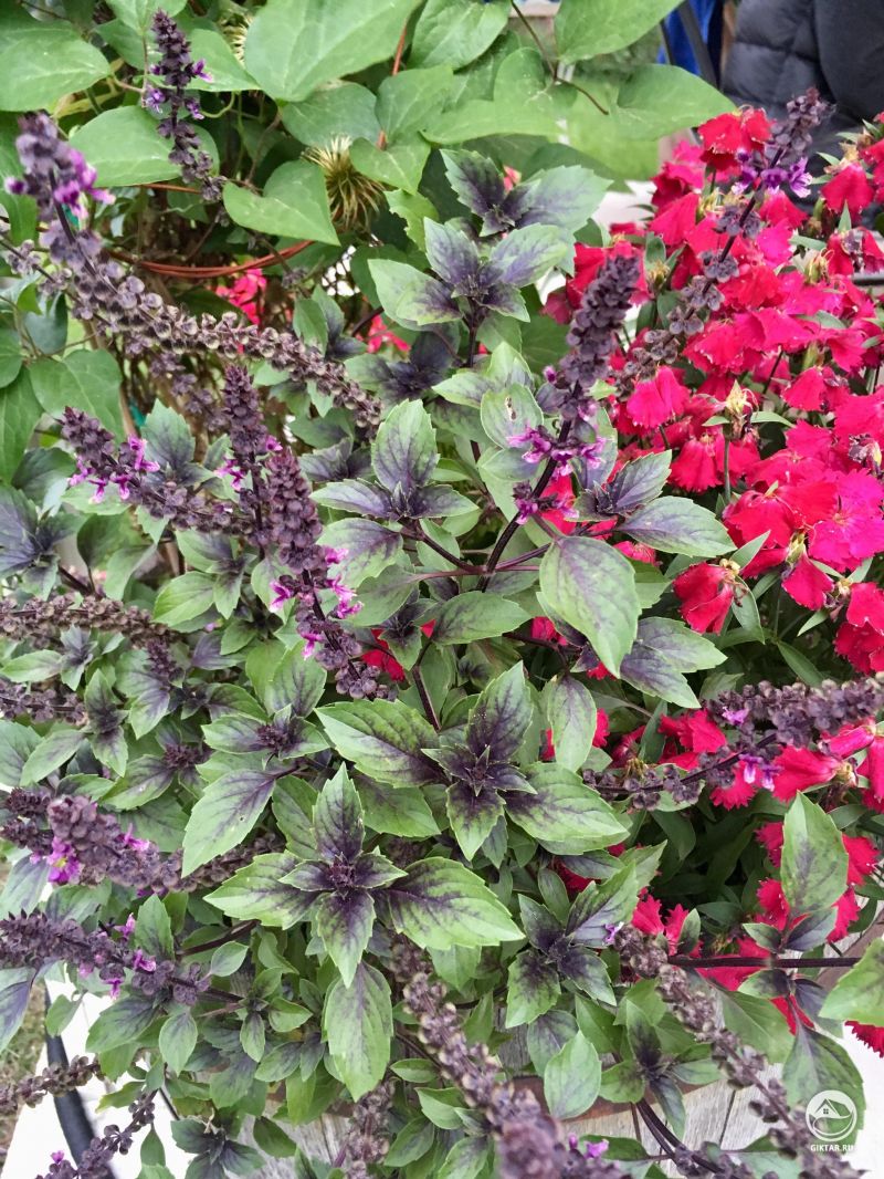 Базилик “Дикая Магия” . На вкус он восхитительным, и выглядит красиво!