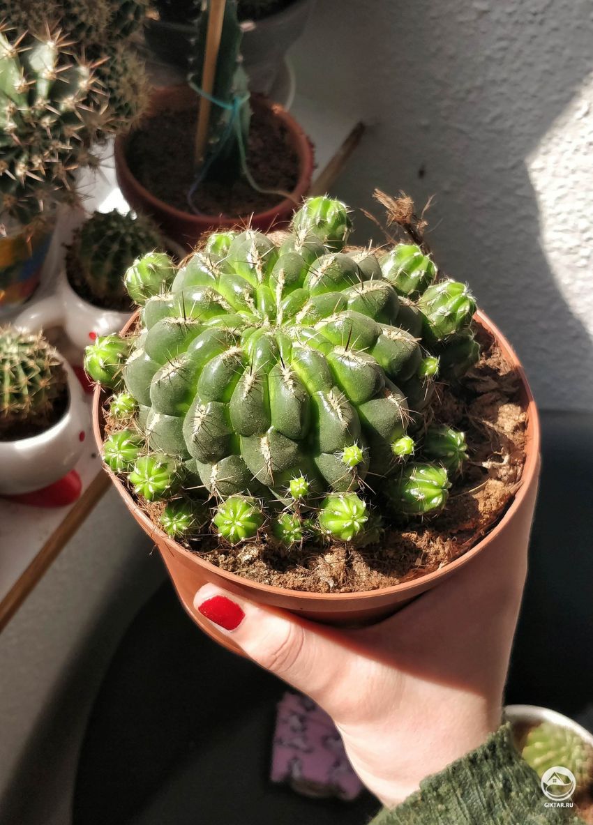 Подскажите название кактус ?