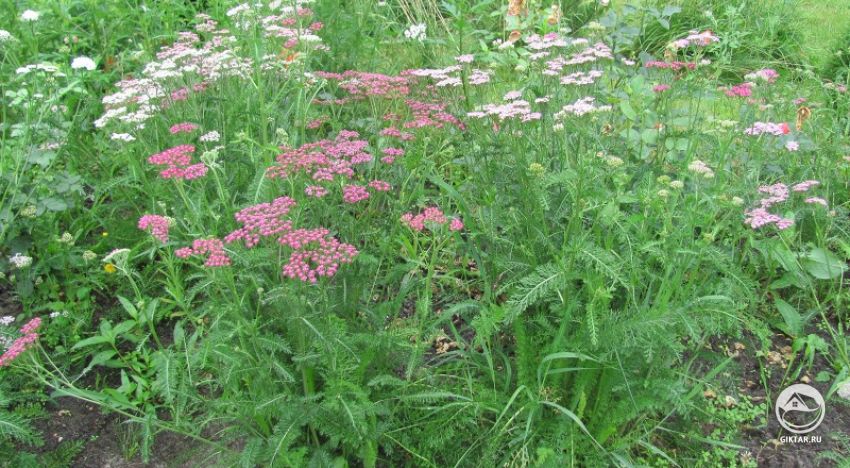 Тысячелистник - неприхотливое украшение сада