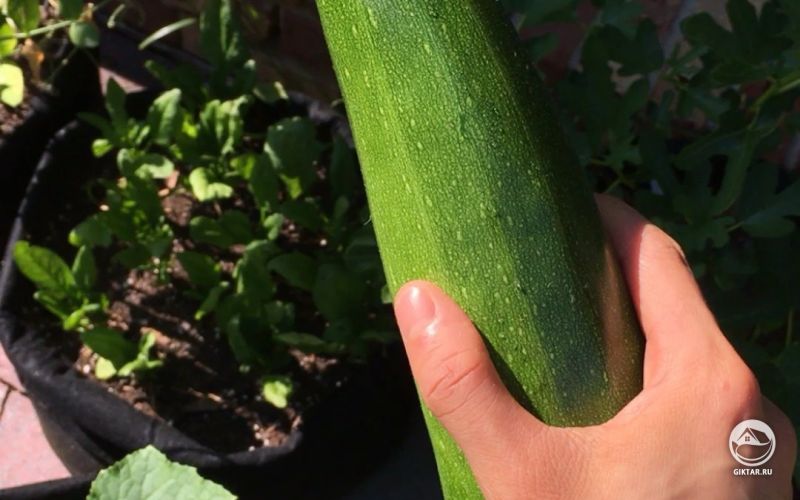 Кабачок цукини