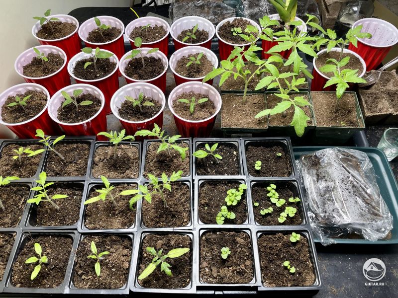 Выращивание рассады в самом разгаре