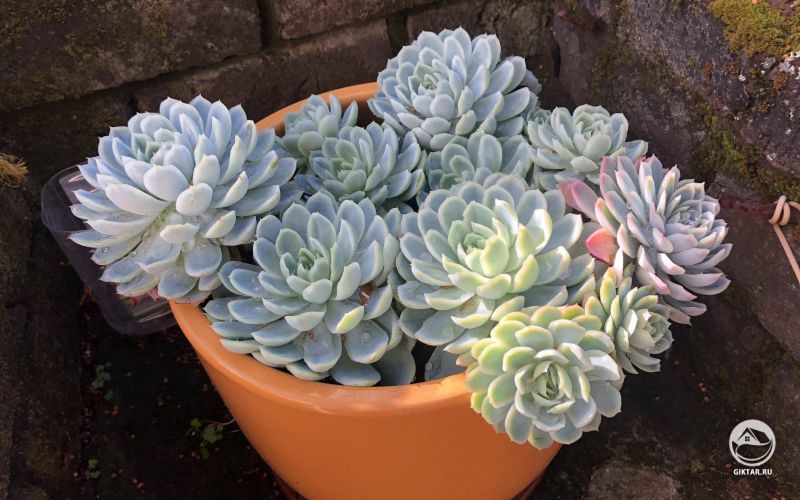 Моя бабуля скромница и не любит хвастаться. Но ее сочные суккуленты говорят сами за себя.