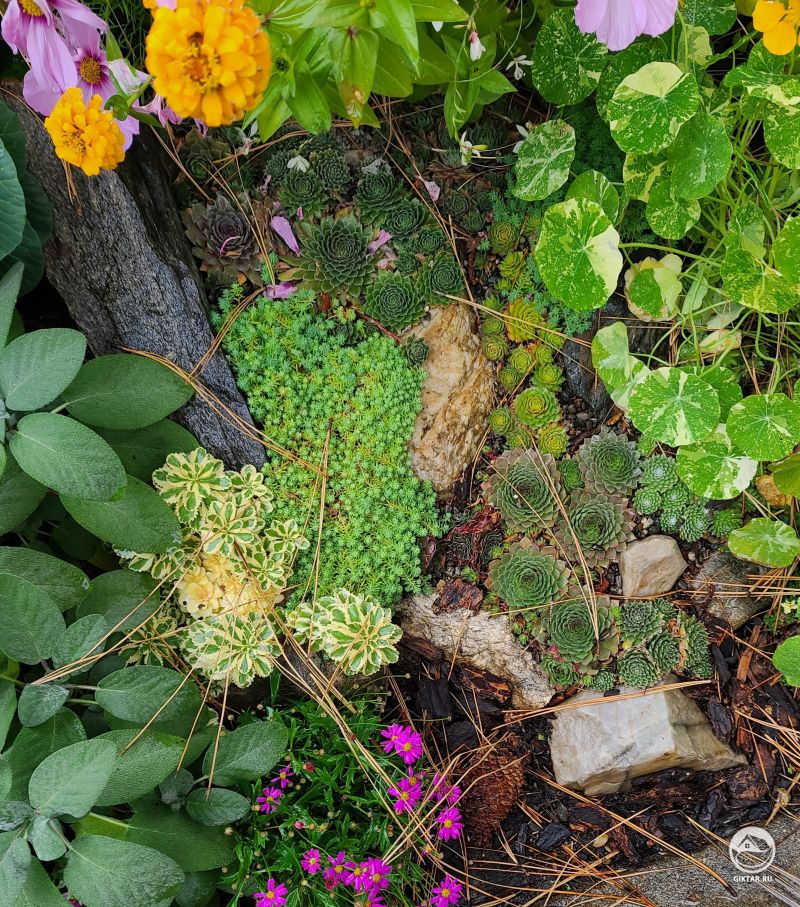 Осень с суккулентами