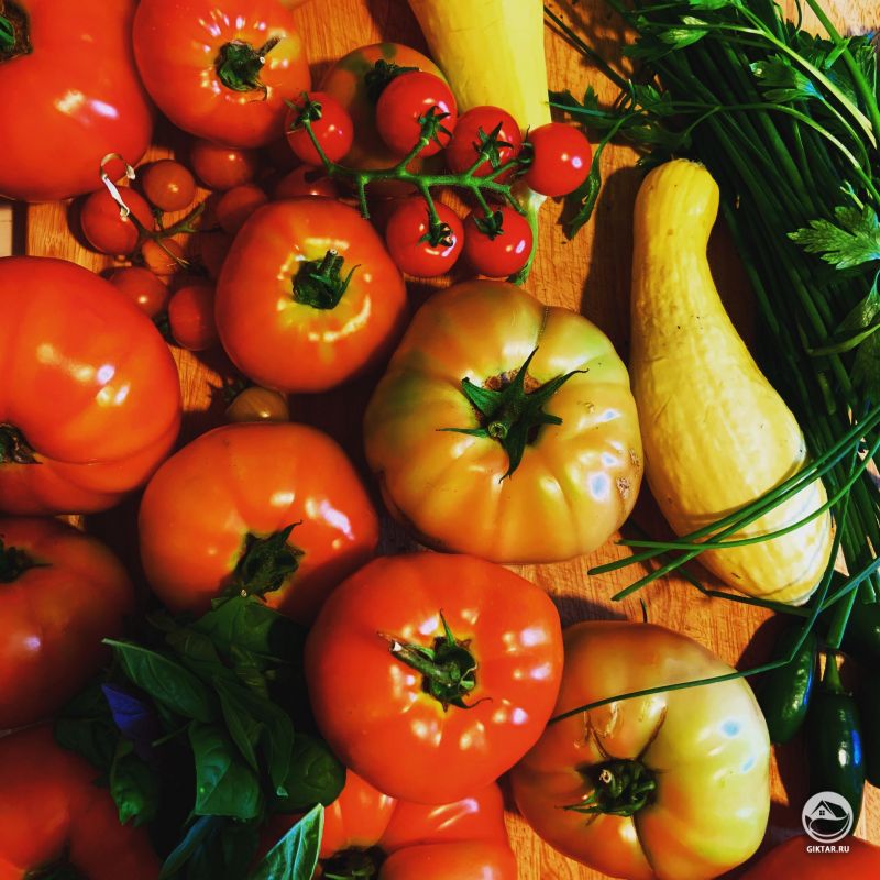 Урожай томатов