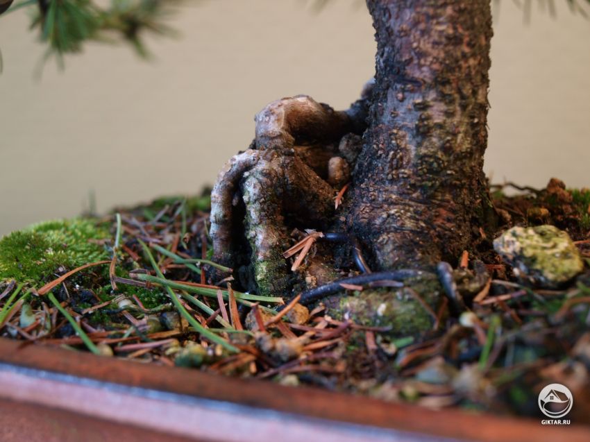 Мое хобби: растущий бонсай!