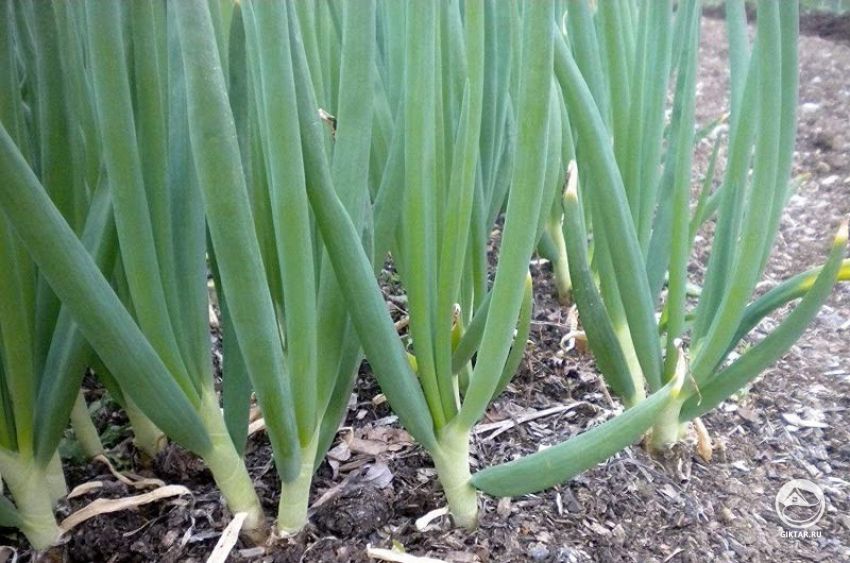 Лук-батун Лук-батун