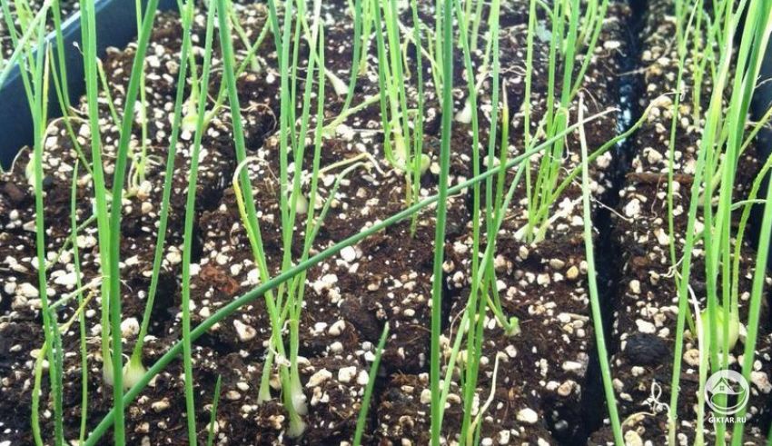 выращивание севка репчатого лука из семян выращивание севка репчатого лука из семян
