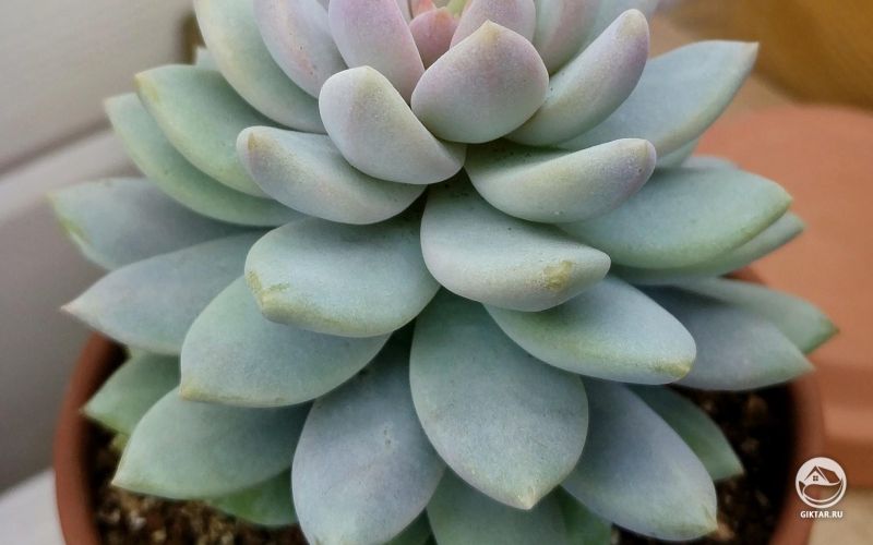 Седеверия Сиреневый туман