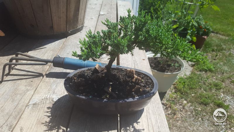 Можжевельник