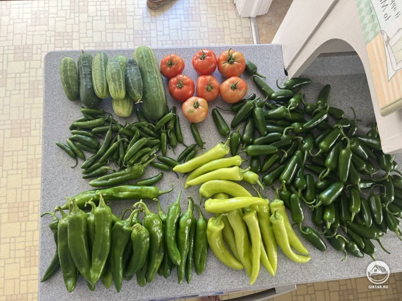 Осенний урожай перцев, огурцов и помидоров.