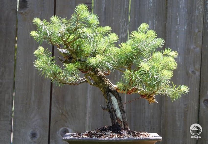 Пихта. Бонсай Пихта. Бонсай