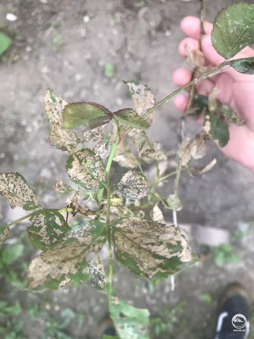 Как мне помочь моей розе?