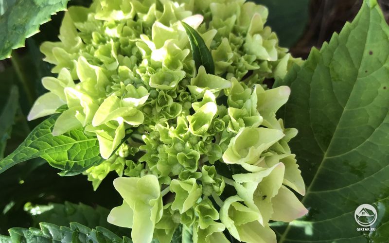 Гортензия начала цвести