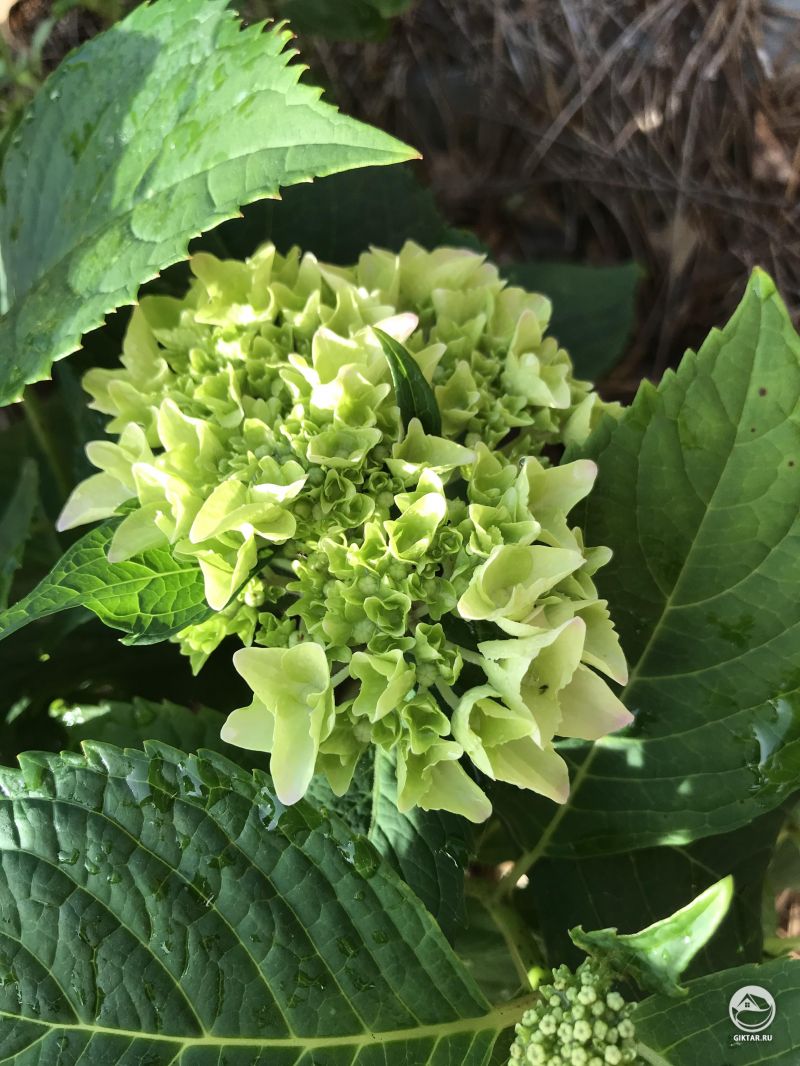 Гортензия начала цвести