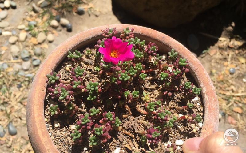 Портулак цветет