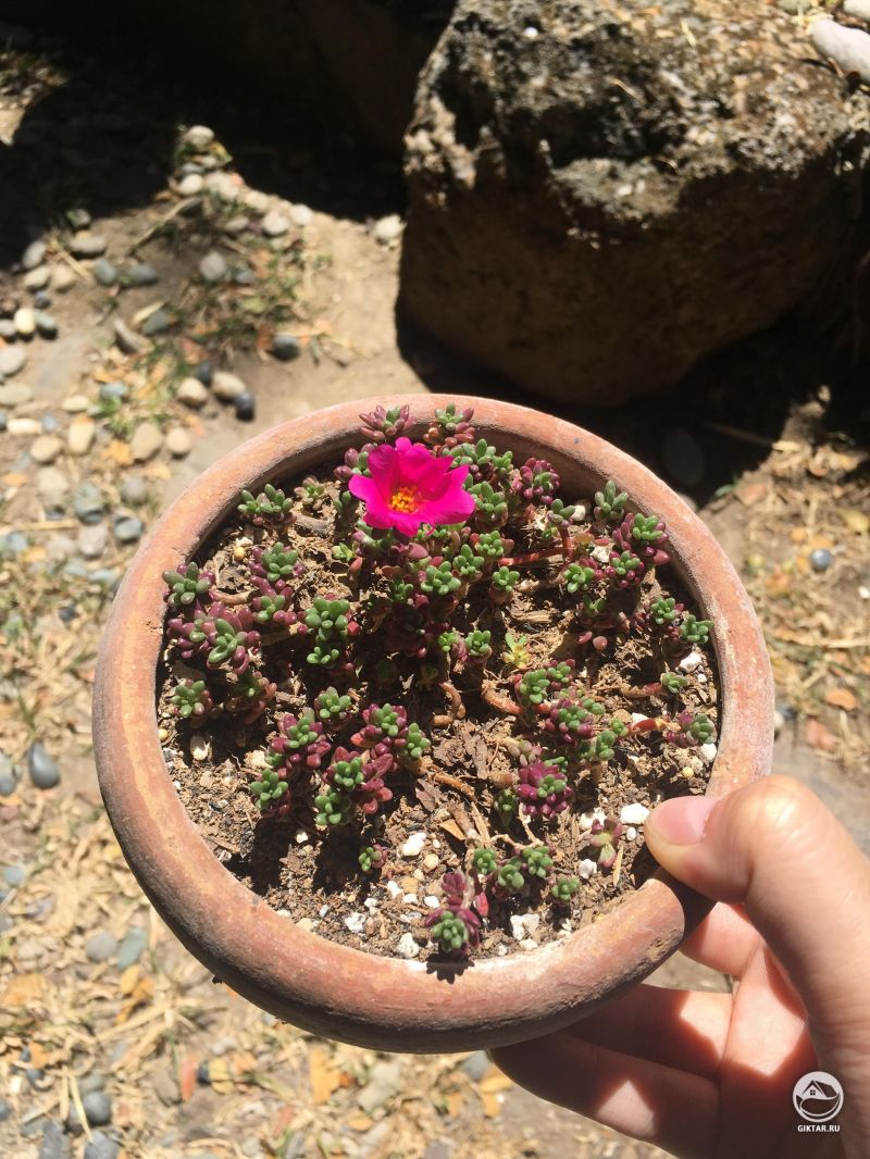 Портулак цветет