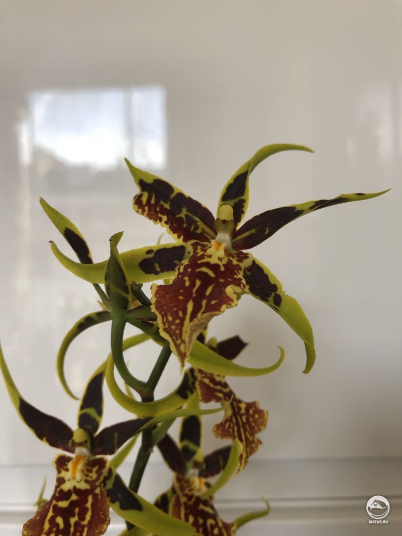 Банфилдара "Gilded Tower Mystic Maze"