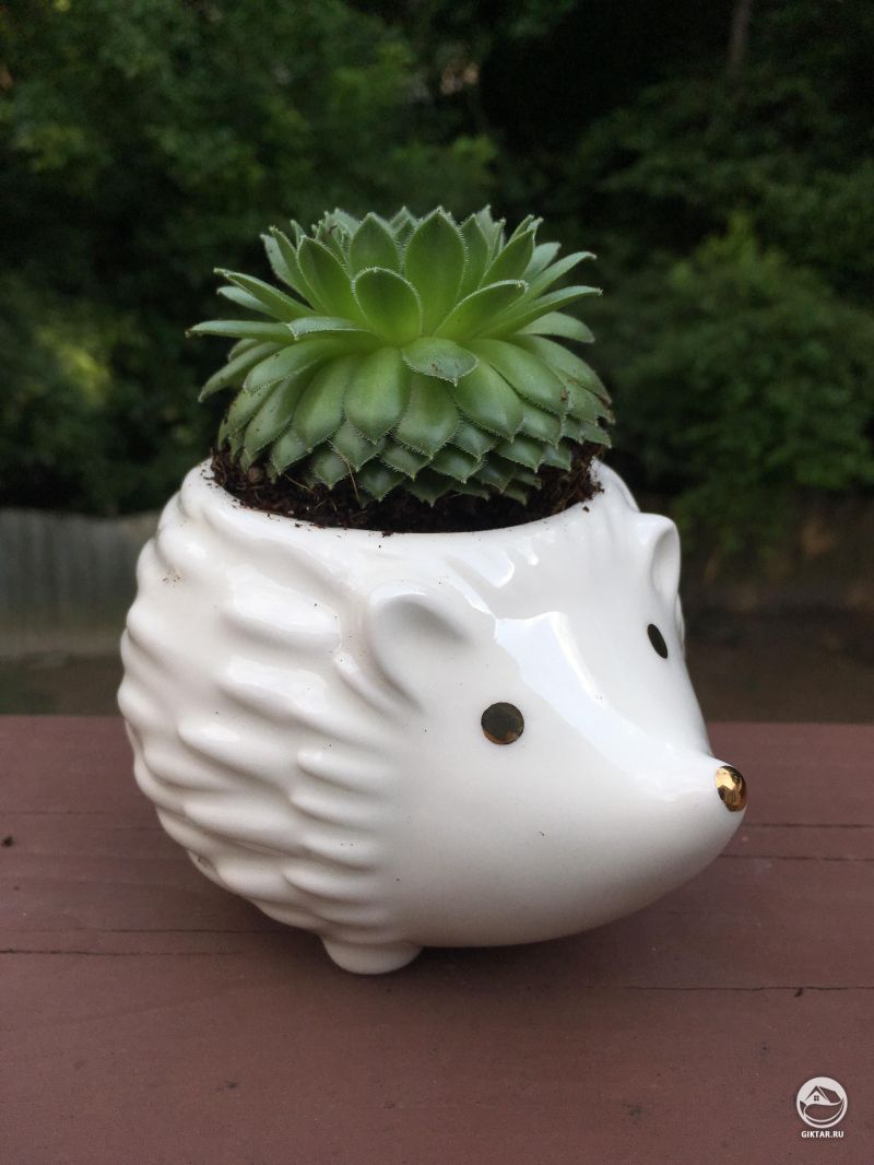 Молодило в горшке в виде ежика.