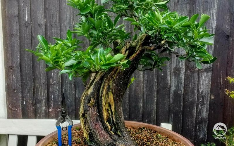 Бересклет бонсай