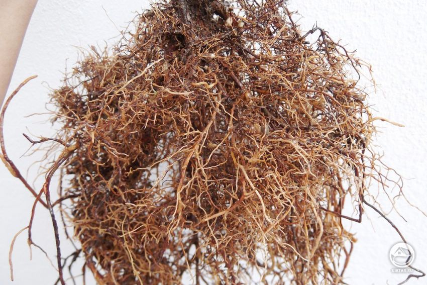 Удаление и укорачивание остальных корней при первичной обрезке. Удаление и укорачивание мелких корней при первичной обрезке. криптомерия японская.