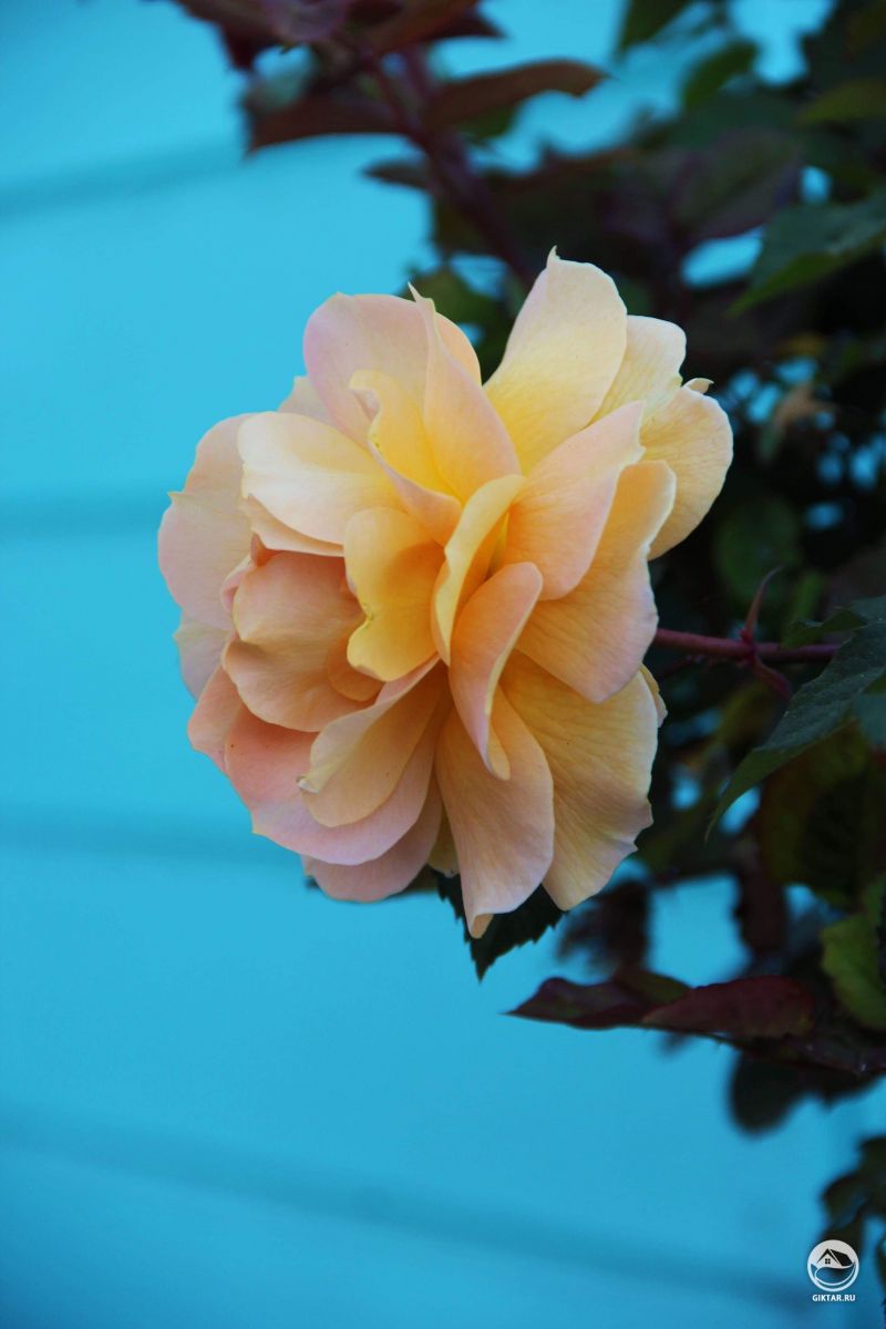 Роза нежного желто-розового цвета