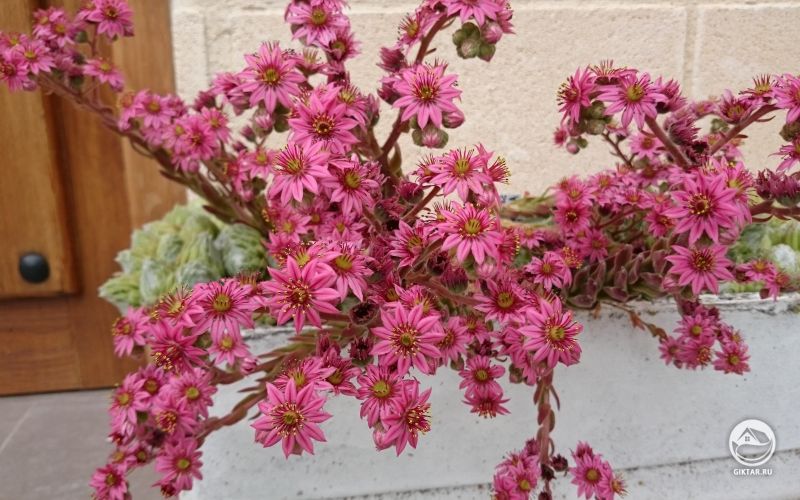 Молодило зацвело как в последний раз.