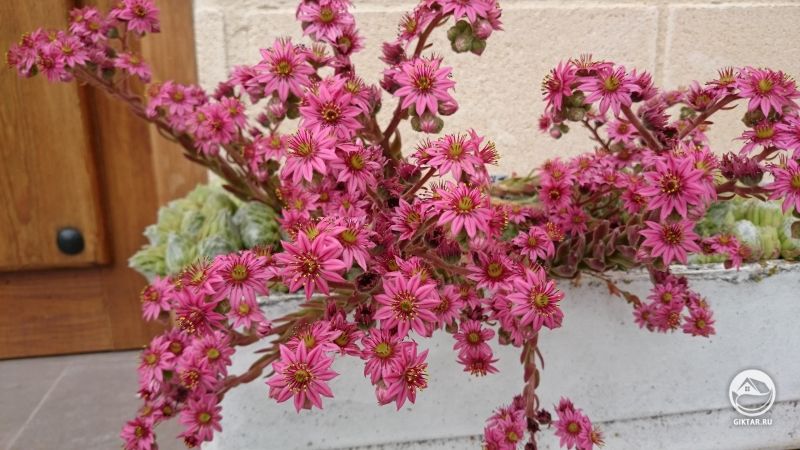 Молодило зацвело как в последний раз.