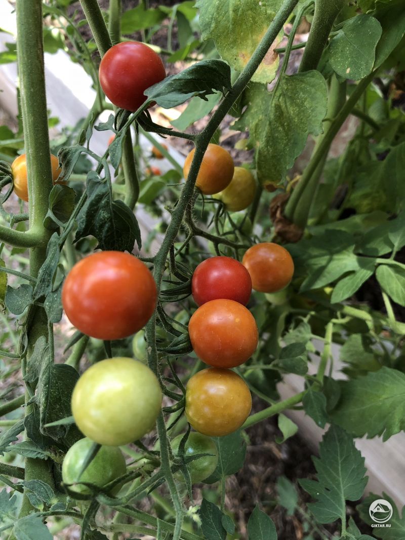 Хоть какая-то польза от жары. помидорки покраснели .