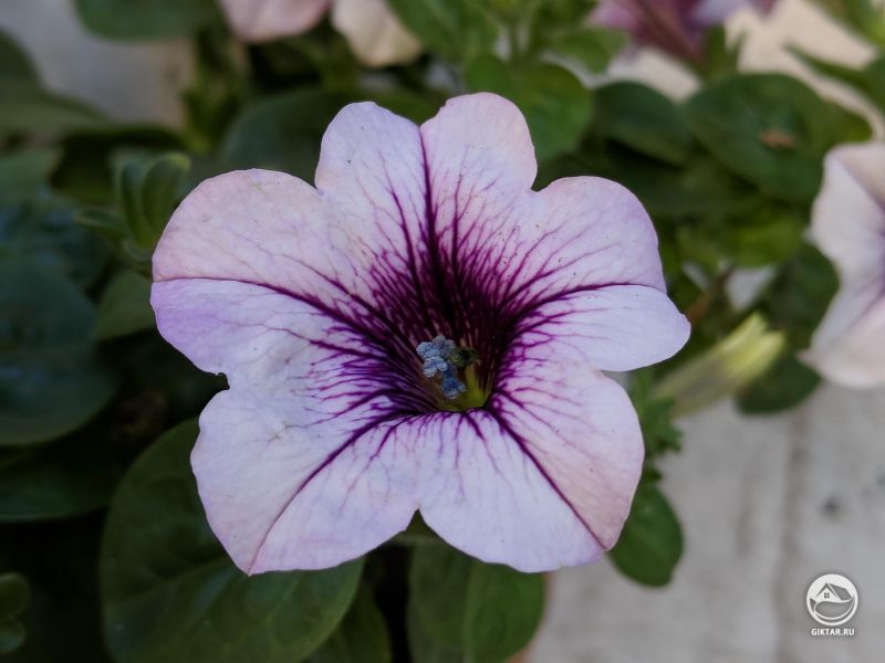 Купили петунии для веранды, мне очень нравится тонкий фиолетовый узор.