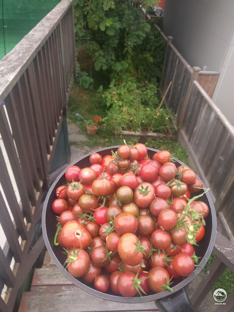 Дорогие помидорки, что мне с вами делать ?