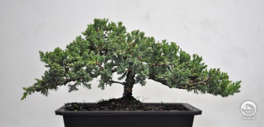 Можжевельник китайский . Бонсай. Можжевельник китайский . Бонсай.