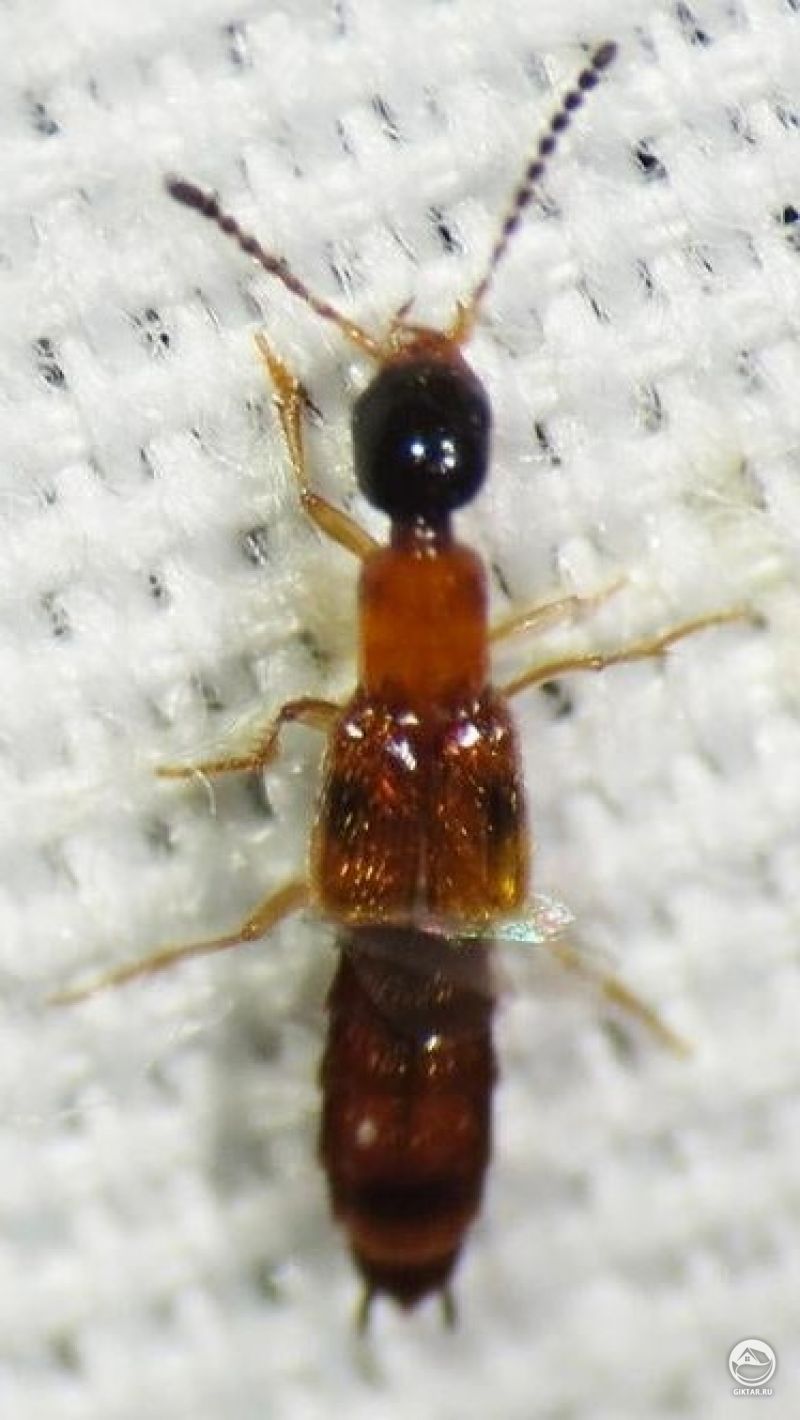 Стафилиниды - хорошо или плохо?