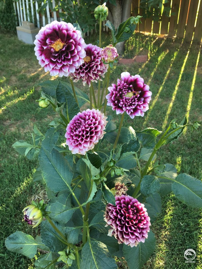 Мои георгины стали большими и красивыми