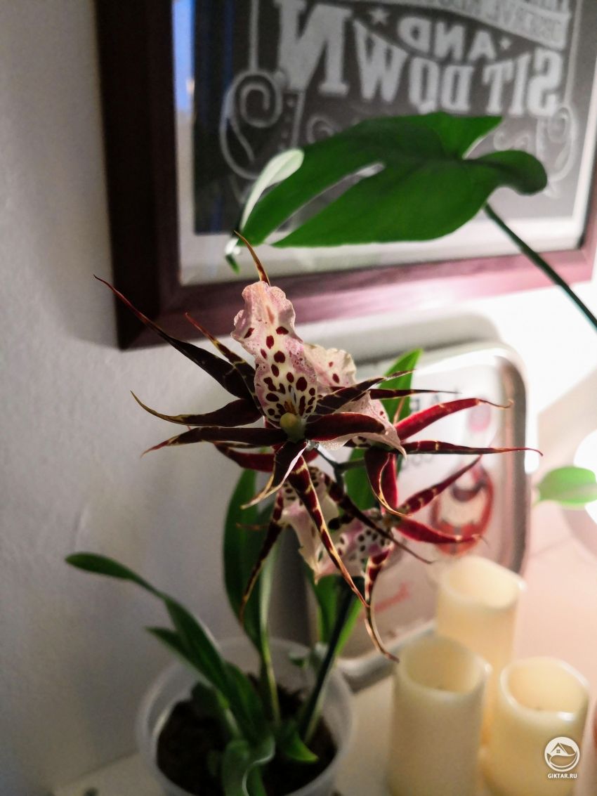 Что это за орхидея? Помогите опознать.