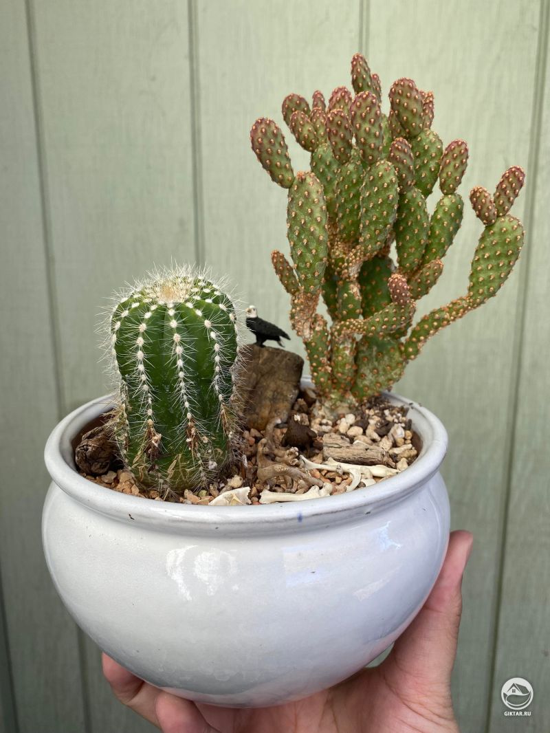 Мои кактусы
