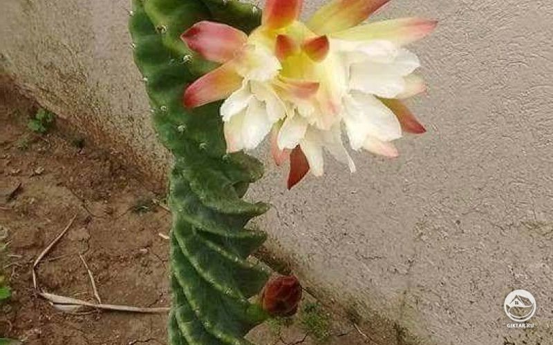 Цереус Форбса спиральный. Цветение.