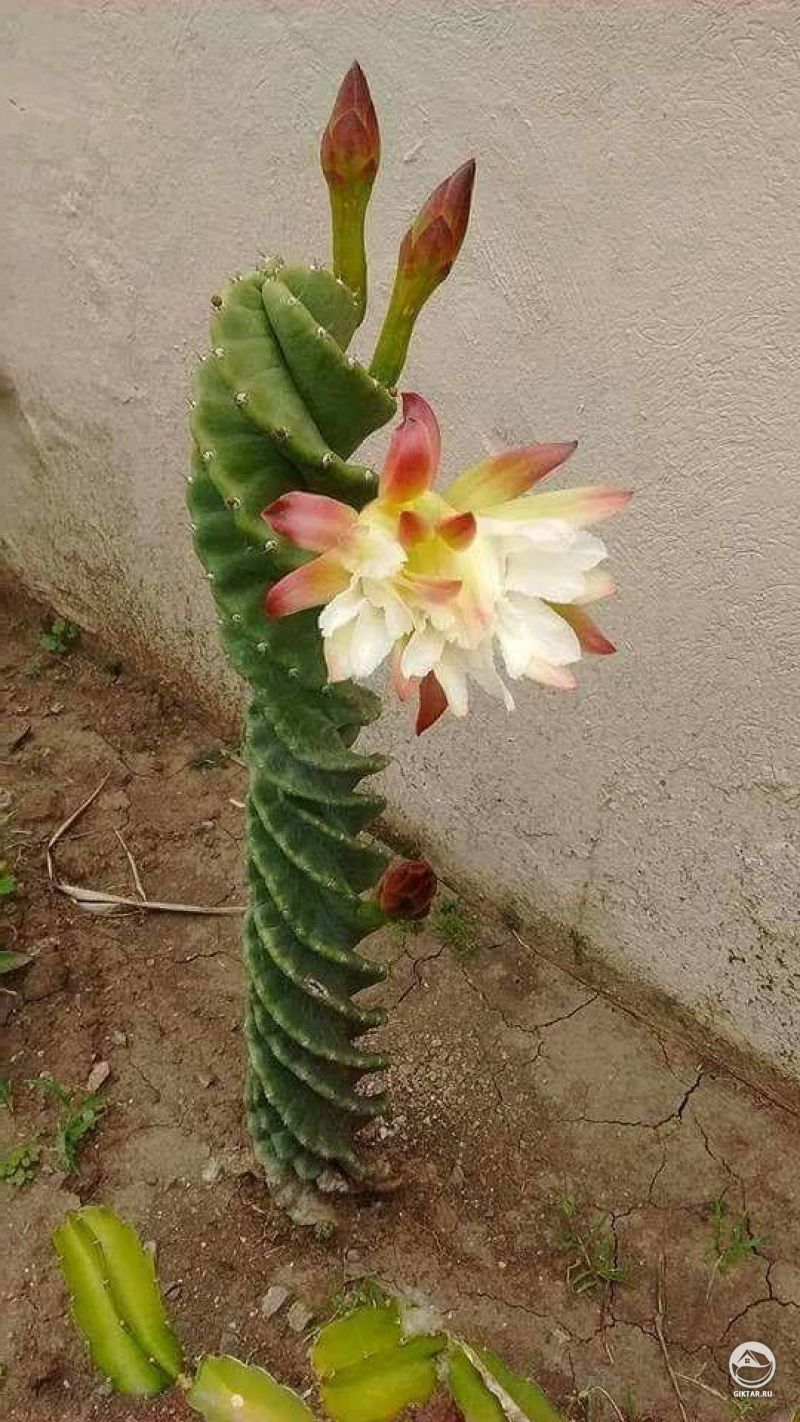 Цереус Форбса спиральный. Цветение.