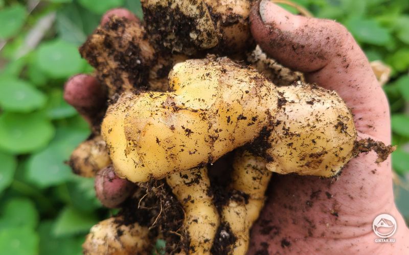 Свежевыкопанный корень имбиря