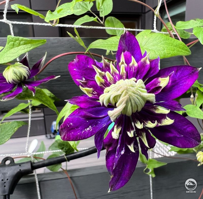 Клематис сорта Тайга