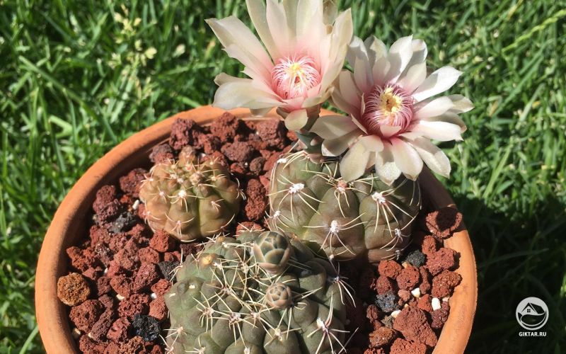 Гимнокалициум. Цветение.