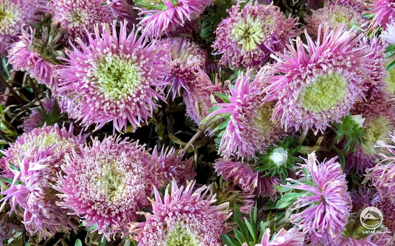 Астры похожи на инопланетян