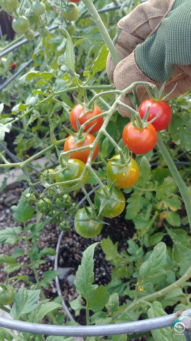 Помидоры на каждый день