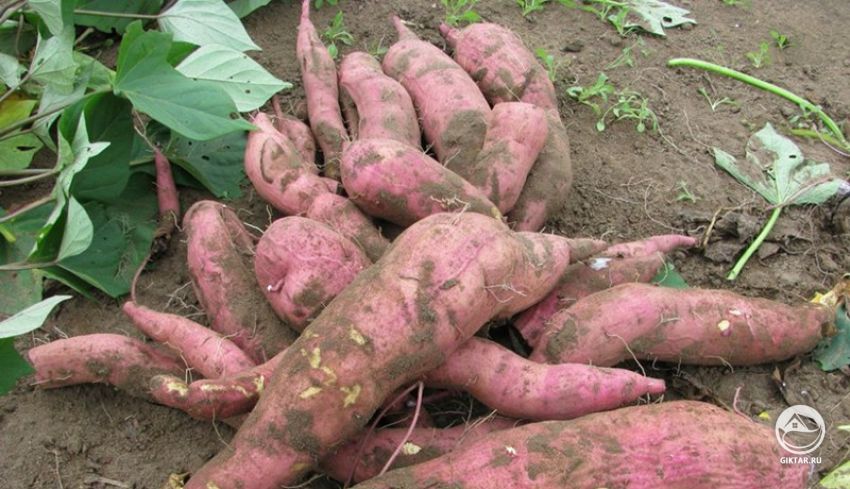 Батат или Сладкий картофель. Сбор урожая Батат или Сладкий картофель. Сбор урожая