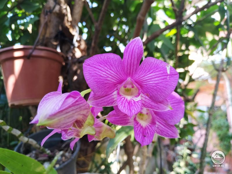 Цветущая орхидея 