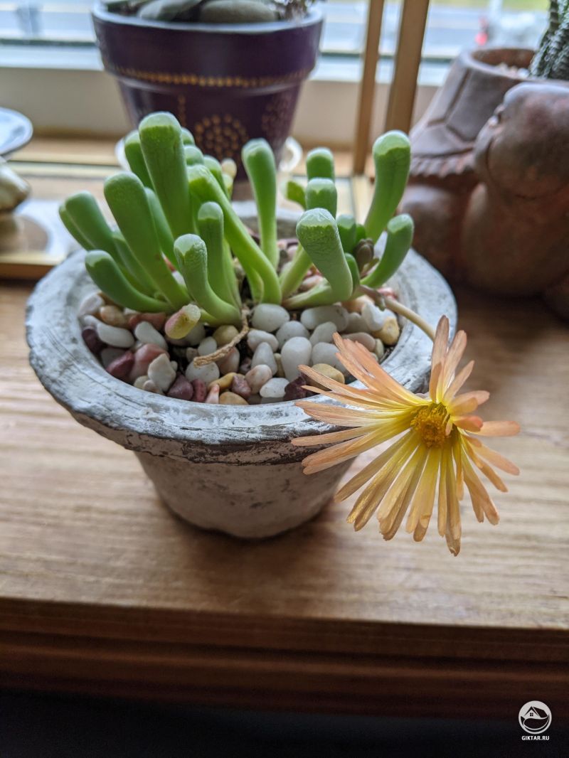 Фенестрария булаволистная оранжевая