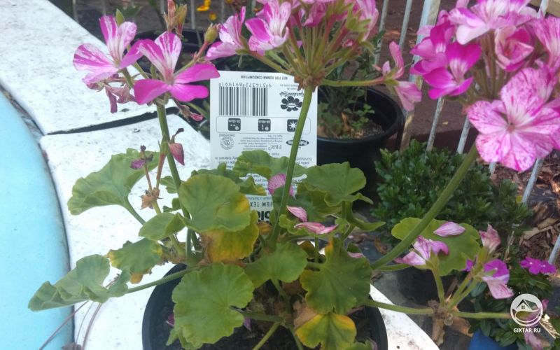 Герань с двухцветными цветками