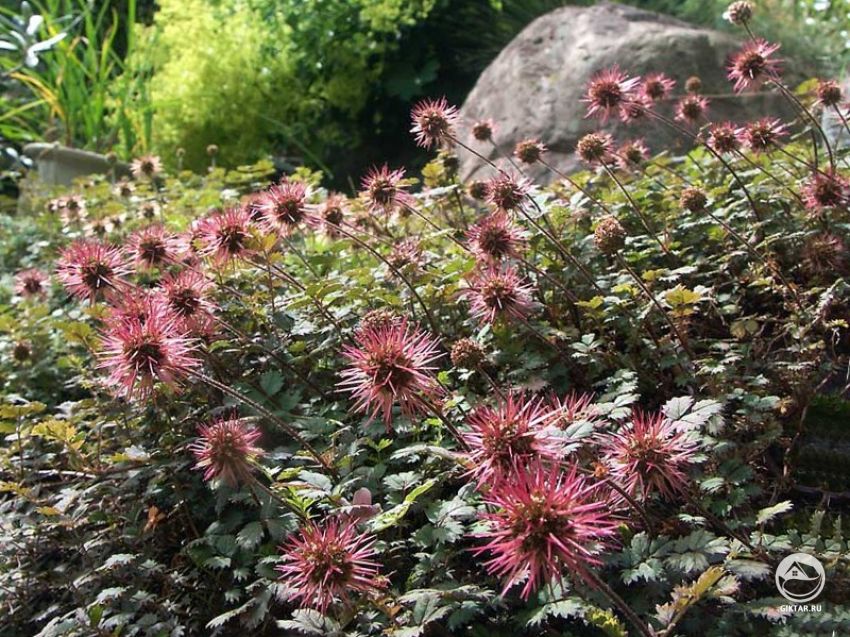 Ацена Ацена