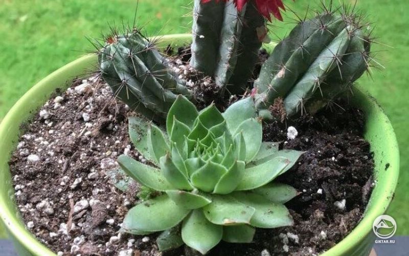 Мои кактусы